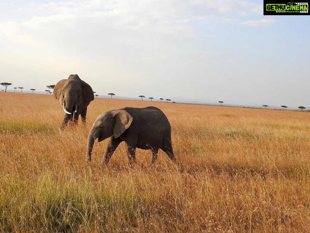 Dia Mirza Instagram - Yesterday was also #WorldElephantDay π These are images shot by me of elephants in the wild. The first 3 images are of #AfricanElephants and the last 3 images are of #AsianElephants ππ There is something so special about witnessing the maternal bond of elephants with their calves. DYK India has the worldβs largest number of #AsianElephants in the wild? As gardeners of the forest, elephants are a species that bring balance to our ecosystem. A healthy ecosystem means a healthy planet for people. Elephants have a great memory, lasting generations. This is why they follow routes their ancestors followed. With a growing human population taking over their ancestral paths it is so important to ensure we find ways to give elephants their #RightOfPassage. @wildlifetrustofindia has mapped 101 elephant corridors that need to be secured. We have made some progress with various state governments adopting the #GajYatra and securing these corridors to ensure safe passage for our elephants. Much more work needs to be done to protect our Elephants. You can join the movement by helping @wildlifetrustofindia ππ»ππ³ @ifawglobal @unep @uninindia @unsdgadvocates @sdgaction @theglobalgoals #ForNature #ForPeopleForPlanet #GlobalGoals #SDGs