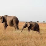 Dia Mirza Instagram - Yesterday was also #WorldElephantDay 🐘 These are images shot by me of elephants in the wild. The first 3 images are of #AfricanElephants and the last 3 images are of #AsianElephants 💚🌏 There is something so special about witnessing the maternal bond of elephants with their calves. DYK India has the world’s largest number of #AsianElephants in the wild? As gardeners of the forest, elephants are a species that bring balance to our ecosystem. A healthy ecosystem means a healthy planet for people. Elephants have a great memory, lasting generations. This is why they follow routes their ancestors followed. With a growing human population taking over their ancestral paths it is so important to ensure we find ways to give elephants their #RightOfPassage. @wildlifetrustofindia has mapped 101 elephant corridors that need to be secured. We have made some progress with various state governments adopting the #GajYatra and securing these corridors to ensure safe passage for our elephants. Much more work needs to be done to protect our Elephants. You can join the movement by helping @wildlifetrustofindia 🙏🏻🐘🌳 @ifawglobal @unep @uninindia @unsdgadvocates @sdgaction @theglobalgoals #ForNature #ForPeopleForPlanet #GlobalGoals #SDGs