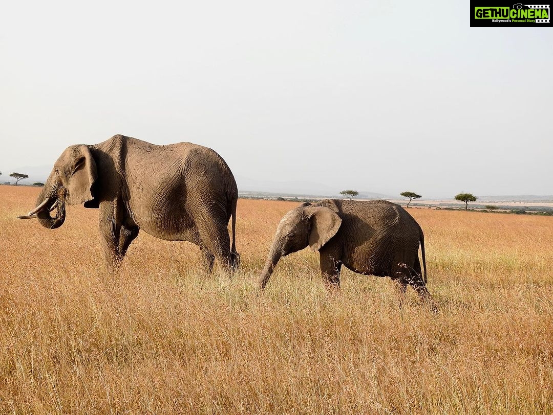 Dia Mirza Instagram - Yesterday was also #WorldElephantDay π These are images shot by me of elephants in the wild. The first 3 images are of #AfricanElephants and the last 3 images are of #AsianElephants ππ There is something so special about witnessing the maternal bond of elephants with their calves. DYK India has the worldβs largest number of #AsianElephants in the wild? As gardeners of the forest, elephants are a species that bring balance to our ecosystem. A healthy ecosystem means a healthy planet for people. Elephants have a great memory, lasting generations. This is why they follow routes their ancestors followed. With a growing human population taking over their ancestral paths it is so important to ensure we find ways to give elephants their #RightOfPassage. @wildlifetrustofindia has mapped 101 elephant corridors that need to be secured. We have made some progress with various state governments adopting the #GajYatra and securing these corridors to ensure safe passage for our elephants. Much more work needs to be done to protect our Elephants. You can join the movement by helping @wildlifetrustofindia ππ»ππ³ @ifawglobal @unep @uninindia @unsdgadvocates @sdgaction @theglobalgoals #ForNature #ForPeopleForPlanet #GlobalGoals #SDGs