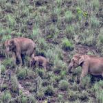 Dia Mirza Instagram - Yesterday was also #WorldElephantDay 🐘 These are images shot by me of elephants in the wild. The first 3 images are of #AfricanElephants and the last 3 images are of #AsianElephants 💚🌏 There is something so special about witnessing the maternal bond of elephants with their calves. DYK India has the world’s largest number of #AsianElephants in the wild? As gardeners of the forest, elephants are a species that bring balance to our ecosystem. A healthy ecosystem means a healthy planet for people. Elephants have a great memory, lasting generations. This is why they follow routes their ancestors followed. With a growing human population taking over their ancestral paths it is so important to ensure we find ways to give elephants their #RightOfPassage. @wildlifetrustofindia has mapped 101 elephant corridors that need to be secured. We have made some progress with various state governments adopting the #GajYatra and securing these corridors to ensure safe passage for our elephants. Much more work needs to be done to protect our Elephants. You can join the movement by helping @wildlifetrustofindia 🙏🏻🐘🌳 @ifawglobal @unep @uninindia @unsdgadvocates @sdgaction @theglobalgoals #ForNature #ForPeopleForPlanet #GlobalGoals #SDGs