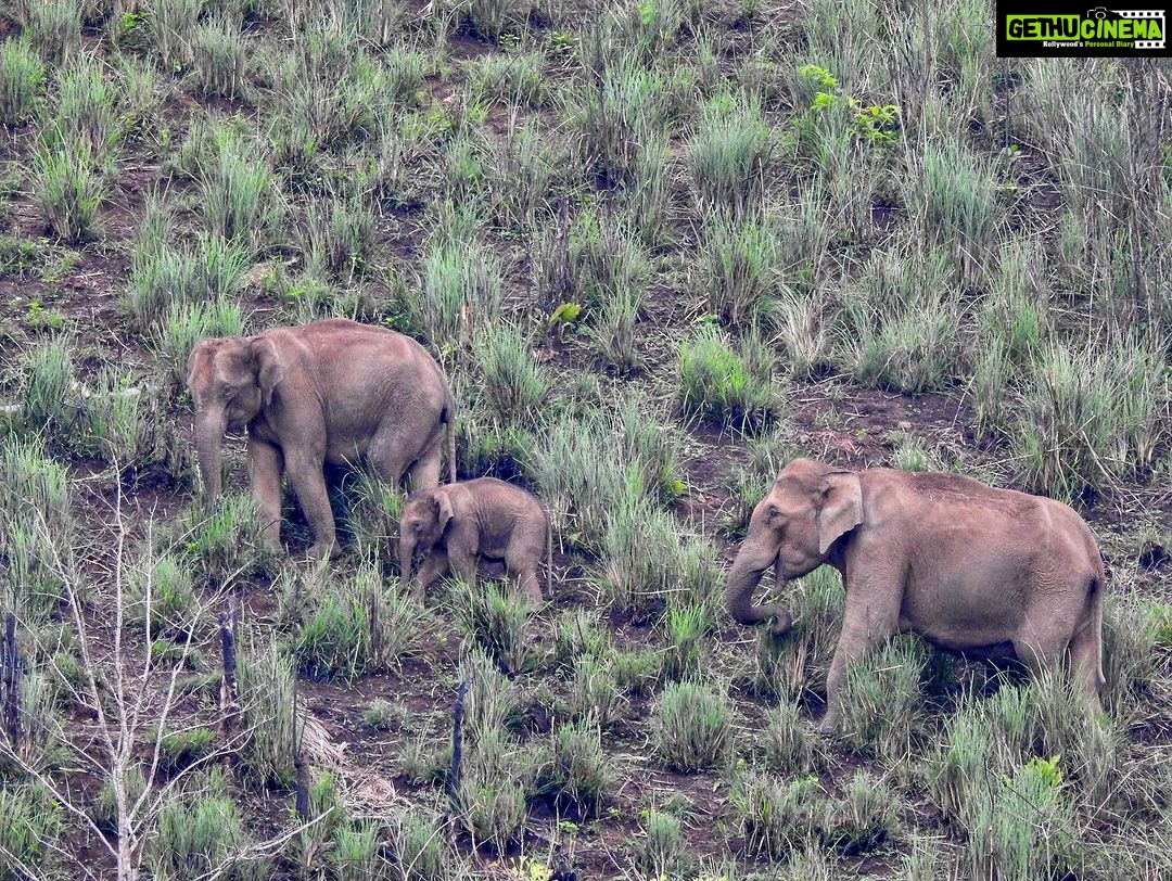 Dia Mirza Instagram - Yesterday was also #WorldElephantDay π These are images shot by me of elephants in the wild. The first 3 images are of #AfricanElephants and the last 3 images are of #AsianElephants ππ There is something so special about witnessing the maternal bond of elephants with their calves. DYK India has the worldβs largest number of #AsianElephants in the wild? As gardeners of the forest, elephants are a species that bring balance to our ecosystem. A healthy ecosystem means a healthy planet for people. Elephants have a great memory, lasting generations. This is why they follow routes their ancestors followed. With a growing human population taking over their ancestral paths it is so important to ensure we find ways to give elephants their #RightOfPassage. @wildlifetrustofindia has mapped 101 elephant corridors that need to be secured. We have made some progress with various state governments adopting the #GajYatra and securing these corridors to ensure safe passage for our elephants. Much more work needs to be done to protect our Elephants. You can join the movement by helping @wildlifetrustofindia ππ»ππ³ @ifawglobal @unep @uninindia @unsdgadvocates @sdgaction @theglobalgoals #ForNature #ForPeopleForPlanet #GlobalGoals #SDGs