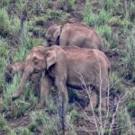Dia Mirza Instagram - Yesterday was also #WorldElephantDay 🐘 These are images shot by me of elephants in the wild. The first 3 images are of #AfricanElephants and the last 3 images are of #AsianElephants 💚🌏 There is something so special about witnessing the maternal bond of elephants with their calves. DYK India has the world’s largest number of #AsianElephants in the wild? As gardeners of the forest, elephants are a species that bring balance to our ecosystem. A healthy ecosystem means a healthy planet for people. Elephants have a great memory, lasting generations. This is why they follow routes their ancestors followed. With a growing human population taking over their ancestral paths it is so important to ensure we find ways to give elephants their #RightOfPassage. @wildlifetrustofindia has mapped 101 elephant corridors that need to be secured. We have made some progress with various state governments adopting the #GajYatra and securing these corridors to ensure safe passage for our elephants. Much more work needs to be done to protect our Elephants. You can join the movement by helping @wildlifetrustofindia 🙏🏻🐘🌳 @ifawglobal @unep @uninindia @unsdgadvocates @sdgaction @theglobalgoals #ForNature #ForPeopleForPlanet #GlobalGoals #SDGs