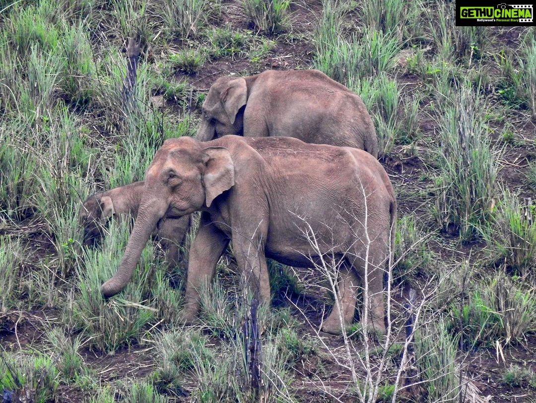 Dia Mirza Instagram - Yesterday was also #WorldElephantDay π These are images shot by me of elephants in the wild. The first 3 images are of #AfricanElephants and the last 3 images are of #AsianElephants ππ There is something so special about witnessing the maternal bond of elephants with their calves. DYK India has the worldβs largest number of #AsianElephants in the wild? As gardeners of the forest, elephants are a species that bring balance to our ecosystem. A healthy ecosystem means a healthy planet for people. Elephants have a great memory, lasting generations. This is why they follow routes their ancestors followed. With a growing human population taking over their ancestral paths it is so important to ensure we find ways to give elephants their #RightOfPassage. @wildlifetrustofindia has mapped 101 elephant corridors that need to be secured. We have made some progress with various state governments adopting the #GajYatra and securing these corridors to ensure safe passage for our elephants. Much more work needs to be done to protect our Elephants. You can join the movement by helping @wildlifetrustofindia ππ»ππ³ @ifawglobal @unep @uninindia @unsdgadvocates @sdgaction @theglobalgoals #ForNature #ForPeopleForPlanet #GlobalGoals #SDGs