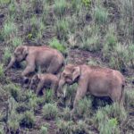 Dia Mirza Instagram - Yesterday was also #WorldElephantDay 🐘 These are images shot by me of elephants in the wild. The first 3 images are of #AfricanElephants and the last 3 images are of #AsianElephants 💚🌏 There is something so special about witnessing the maternal bond of elephants with their calves. DYK India has the world’s largest number of #AsianElephants in the wild? As gardeners of the forest, elephants are a species that bring balance to our ecosystem. A healthy ecosystem means a healthy planet for people. Elephants have a great memory, lasting generations. This is why they follow routes their ancestors followed. With a growing human population taking over their ancestral paths it is so important to ensure we find ways to give elephants their #RightOfPassage. @wildlifetrustofindia has mapped 101 elephant corridors that need to be secured. We have made some progress with various state governments adopting the #GajYatra and securing these corridors to ensure safe passage for our elephants. Much more work needs to be done to protect our Elephants. You can join the movement by helping @wildlifetrustofindia 🙏🏻🐘🌳 @ifawglobal @unep @uninindia @unsdgadvocates @sdgaction @theglobalgoals #ForNature #ForPeopleForPlanet #GlobalGoals #SDGs