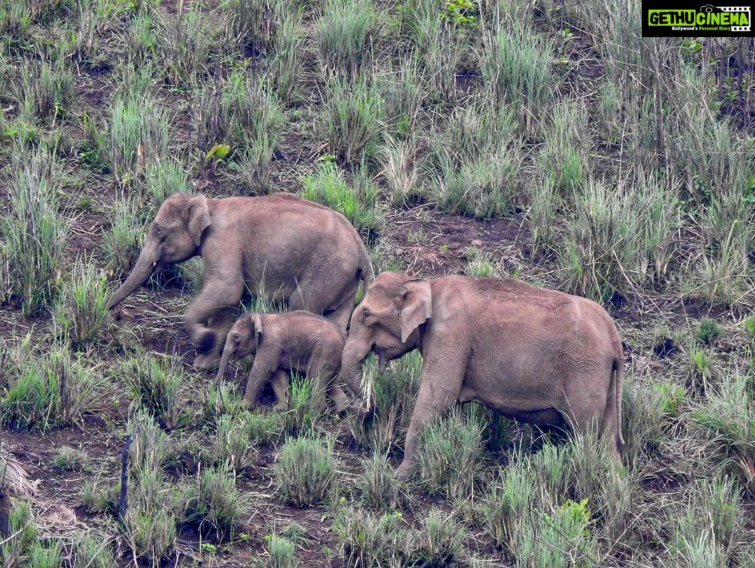 Dia Mirza Instagram - Yesterday was also #WorldElephantDay π These are images shot by me of elephants in the wild. The first 3 images are of #AfricanElephants and the last 3 images are of #AsianElephants ππ There is something so special about witnessing the maternal bond of elephants with their calves. DYK India has the worldβs largest number of #AsianElephants in the wild? As gardeners of the forest, elephants are a species that bring balance to our ecosystem. A healthy ecosystem means a healthy planet for people. Elephants have a great memory, lasting generations. This is why they follow routes their ancestors followed. With a growing human population taking over their ancestral paths it is so important to ensure we find ways to give elephants their #RightOfPassage. @wildlifetrustofindia has mapped 101 elephant corridors that need to be secured. We have made some progress with various state governments adopting the #GajYatra and securing these corridors to ensure safe passage for our elephants. Much more work needs to be done to protect our Elephants. You can join the movement by helping @wildlifetrustofindia ππ»ππ³ @ifawglobal @unep @uninindia @unsdgadvocates @sdgaction @theglobalgoals #ForNature #ForPeopleForPlanet #GlobalGoals #SDGs
