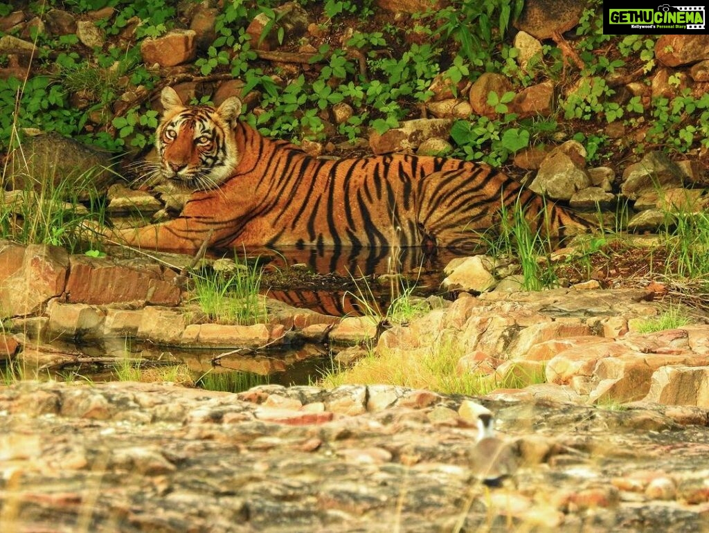 Dia Mirza Instagram - Happy #GlobalTigerDay 🐯🌳💧🌏 India is home to 3500 Tigers in the wild, this is 70% of the World’s Tiger Population 🇮🇳 Tiger Forests are the source of pure water supply to over 600 Indian rivers! I salute the efforts of our #Vanrakshaks (Forest Guards) and every single person involved in the conservation and protection of our Tigers. This year marks 50 years of Project Tiger. A conservation programme that has helped protect these majestic wild cats and their emerald forests. The Tiger is a metaphor for all of nature. Their existence ensures the fragile ecological balance required to maintain our health, well being, peace and progress. Tiger protection is #ClimateAction. Now more than ever, we need to help and contribute to the efforts being made to secure Tiger forests, strengthening efforts of all those working towards mitigation of conflict, ensuring there is zero tolerance for poaching and making sure infrastructure projects are ecologically designed and help peaceful coexistence. Find an organisation you would like to support in this work today💚 #Tiger #Forests #Nature #IAmNature #SDGs #GlobalGoals #ForPeopleForPlanet