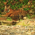 Dia Mirza Instagram – Happy #GlobalTigerDay 🐯🌳💧🌏

India is home to 3500 Tigers in the wild, this is 70% of the World’s Tiger Population 🇮🇳 Tiger Forests are the source of pure water supply to over 600 Indian rivers!

I salute  the efforts of our #Vanrakshaks (Forest Guards) and every single person involved in the conservation and protection of our Tigers. This year marks 50 years of Project Tiger. A conservation programme that has helped protect these majestic wild cats and their emerald forests.

The Tiger is a metaphor for all of nature. Their existence ensures the fragile ecological balance required to maintain our health, well being, peace and progress. 

Tiger protection is #ClimateAction. 

Now more than ever, we need to help and contribute to the efforts being made to secure Tiger forests, strengthening efforts of all those working towards mitigation of conflict, ensuring there is zero tolerance for poaching and making sure infrastructure projects are ecologically designed and help peaceful coexistence.

Find an organisation you would like to support in this work today💚 

#Tiger #Forests #Nature #IAmNature #SDGs #GlobalGoals #ForPeopleForPlanet