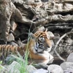 Dia Mirza Instagram – Happy #GlobalTigerDay 🐯🌳💧🌏

India is home to 3500 Tigers in the wild, this is 70% of the World’s Tiger Population 🇮🇳 Tiger Forests are the source of pure water supply to over 600 Indian rivers!

I salute  the efforts of our #Vanrakshaks (Forest Guards) and every single person involved in the conservation and protection of our Tigers. This year marks 50 years of Project Tiger. A conservation programme that has helped protect these majestic wild cats and their emerald forests.

The Tiger is a metaphor for all of nature. Their existence ensures the fragile ecological balance required to maintain our health, well being, peace and progress. 

Tiger protection is #ClimateAction. 

Now more than ever, we need to help and contribute to the efforts being made to secure Tiger forests, strengthening efforts of all those working towards mitigation of conflict, ensuring there is zero tolerance for poaching and making sure infrastructure projects are ecologically designed and help peaceful coexistence.

Find an organisation you would like to support in this work today💚 

#Tiger #Forests #Nature #IAmNature #SDGs #GlobalGoals #ForPeopleForPlanet
