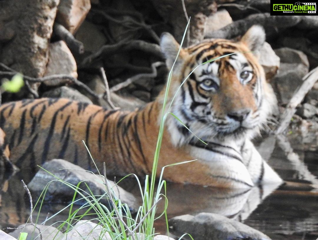Dia Mirza Instagram - Happy #GlobalTigerDay 🐯🌳💧🌏 India is home to 3500 Tigers in the wild, this is 70% of the World’s Tiger Population 🇮🇳 Tiger Forests are the source of pure water supply to over 600 Indian rivers! I salute the efforts of our #Vanrakshaks (Forest Guards) and every single person involved in the conservation and protection of our Tigers. This year marks 50 years of Project Tiger. A conservation programme that has helped protect these majestic wild cats and their emerald forests. The Tiger is a metaphor for all of nature. Their existence ensures the fragile ecological balance required to maintain our health, well being, peace and progress. Tiger protection is #ClimateAction. Now more than ever, we need to help and contribute to the efforts being made to secure Tiger forests, strengthening efforts of all those working towards mitigation of conflict, ensuring there is zero tolerance for poaching and making sure infrastructure projects are ecologically designed and help peaceful coexistence. Find an organisation you would like to support in this work today💚 #Tiger #Forests #Nature #IAmNature #SDGs #GlobalGoals #ForPeopleForPlanet