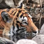 Dia Mirza Instagram – Happy #GlobalTigerDay 🐯🌳💧🌏

India is home to 3500 Tigers in the wild, this is 70% of the World’s Tiger Population 🇮🇳 Tiger Forests are the source of pure water supply to over 600 Indian rivers!

I salute  the efforts of our #Vanrakshaks (Forest Guards) and every single person involved in the conservation and protection of our Tigers. This year marks 50 years of Project Tiger. A conservation programme that has helped protect these majestic wild cats and their emerald forests.

The Tiger is a metaphor for all of nature. Their existence ensures the fragile ecological balance required to maintain our health, well being, peace and progress. 

Tiger protection is #ClimateAction. 

Now more than ever, we need to help and contribute to the efforts being made to secure Tiger forests, strengthening efforts of all those working towards mitigation of conflict, ensuring there is zero tolerance for poaching and making sure infrastructure projects are ecologically designed and help peaceful coexistence.

Find an organisation you would like to support in this work today💚 

#Tiger #Forests #Nature #IAmNature #SDGs #GlobalGoals #ForPeopleForPlanet
