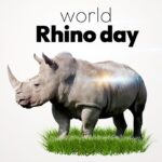 Dia Mirza Instagram - World Rhino Day is celebrated on September 22 every year 🦏The day is an annual alarm bell reminding us about the importance of spreading awareness about the need to protect and conserve all five species of rhinos 🌏 #CWRC #ForeverWild #GlobalGoals #ClimateAction #WildForLife #ImagineWinning #SDGs #ForPeopleForPlanet @wildlifetrustofindia @ifawglobal @unep @uninindia @unsdgadvocates @sdgaction @theglobalgoals Creative @freishia