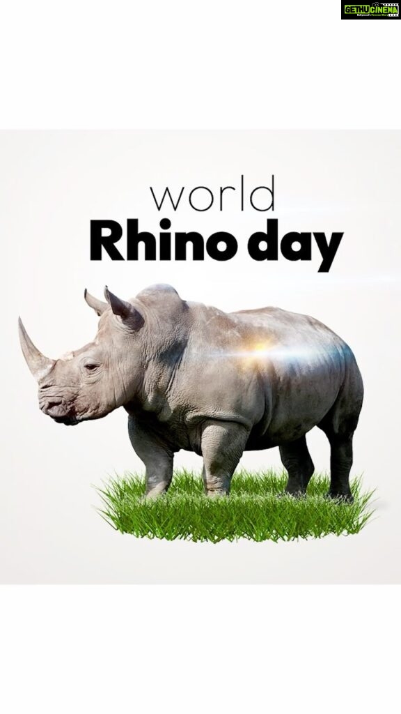 Dia Mirza Instagram - World Rhino Day is celebrated on September 22 every year 🦏The day is an annual alarm bell reminding us about the importance of spreading awareness about the need to protect and conserve all five species of rhinos 🌏 #CWRC #ForeverWild #GlobalGoals #ClimateAction #WildForLife #ImagineWinning #SDGs #ForPeopleForPlanet @wildlifetrustofindia @ifawglobal @unep @uninindia @unsdgadvocates @sdgaction @theglobalgoals Creative @freishia