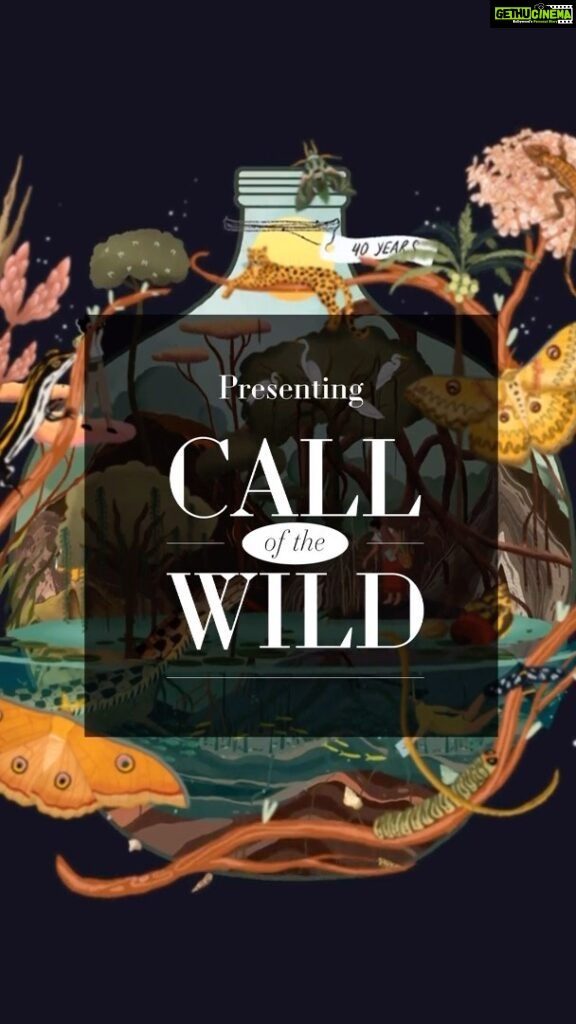Dia Mirza Instagram - It gives me great joy to unveil ‘Call of the Wild’, a soulful art project especially created to give back some love and care to Mother Earth 🌏 This is more than a decor collection co-created by The Plated Project, Sanctuary Nature Foundation, and me. It is a mission imbued with love, where each piece is a tribute to the planet and all beings who inhabit it. All proceeds from your purchases will support vital ecological missions. I extend my heartfelt gratitude to Chitresh Sinha (@chitreshsinha83), CEO and Founder of The Plated Project and Bittu Sahgal (@bittusahgal), Founder of Sanctuary Nature Foundation, for their vision and collaborative synergy. Deepest gratitude to the artists who've joined us in this cause @svabhukohli @studioganta @doodle_dabba @tanyatimble @harshnamdeo_ @somehipstername @shreyasea 🙏🏻🙏🏻 A big shoutout to @afsarzaidi, the Founder of and Enabler at Exceed Entertainment (@exceedentertainment) for his pivotal role & that of his team @miss_butterfingers and @shruti8711 in bringing all of us together to co-create this beautiful project. To immerse yourself in ‘The Call of the Wild’ head to www.theplatedproject.com (@theplatedproject) 🐯💙🌏 Videography and Photography: @ikshitpatel Makeup: @shraddhamishra8 Hairstylist: @tejisinghofficial #newlaunch #theplatedproject #callofthewild #launch #collab #theplatedproject #artagainsthunger #wild #diamirza #sanctuaryasia #bittusahgal #newcollection #newseries India