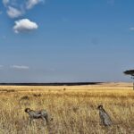 Elena Roxana Maria Fernandes Instagram - If not pet friendly why pet shape 😻 When we had finished eating breakfast in the Masai Mara I walked off to shoot content (like you do) unaware a few feet away a female lion, third slide covered in blood had also finished her breakfast but thankfully was fully stuffed. Like me. Anyway across the Mara River I saw tourists waving and for the first time I thought let me be friendly and I waved back. Unaware that they were trying to tell me there was a lion a few feet ahead. John heard someone say Simba (which means Lion) but it’s also my cats name. I was like oooh where so he grabbed me and whisked me back to the safari car because I would have carried on walking 😂😂😂😂😂 @atuaenkopafrica @atua_enkopafrica #lions #cheetahs #bigcats #safari #masaimara #atuaenkopafrica #atuaenkopluxurycamp #luxuryholiday #safaricamps #kenya Masai Mara, Kenya