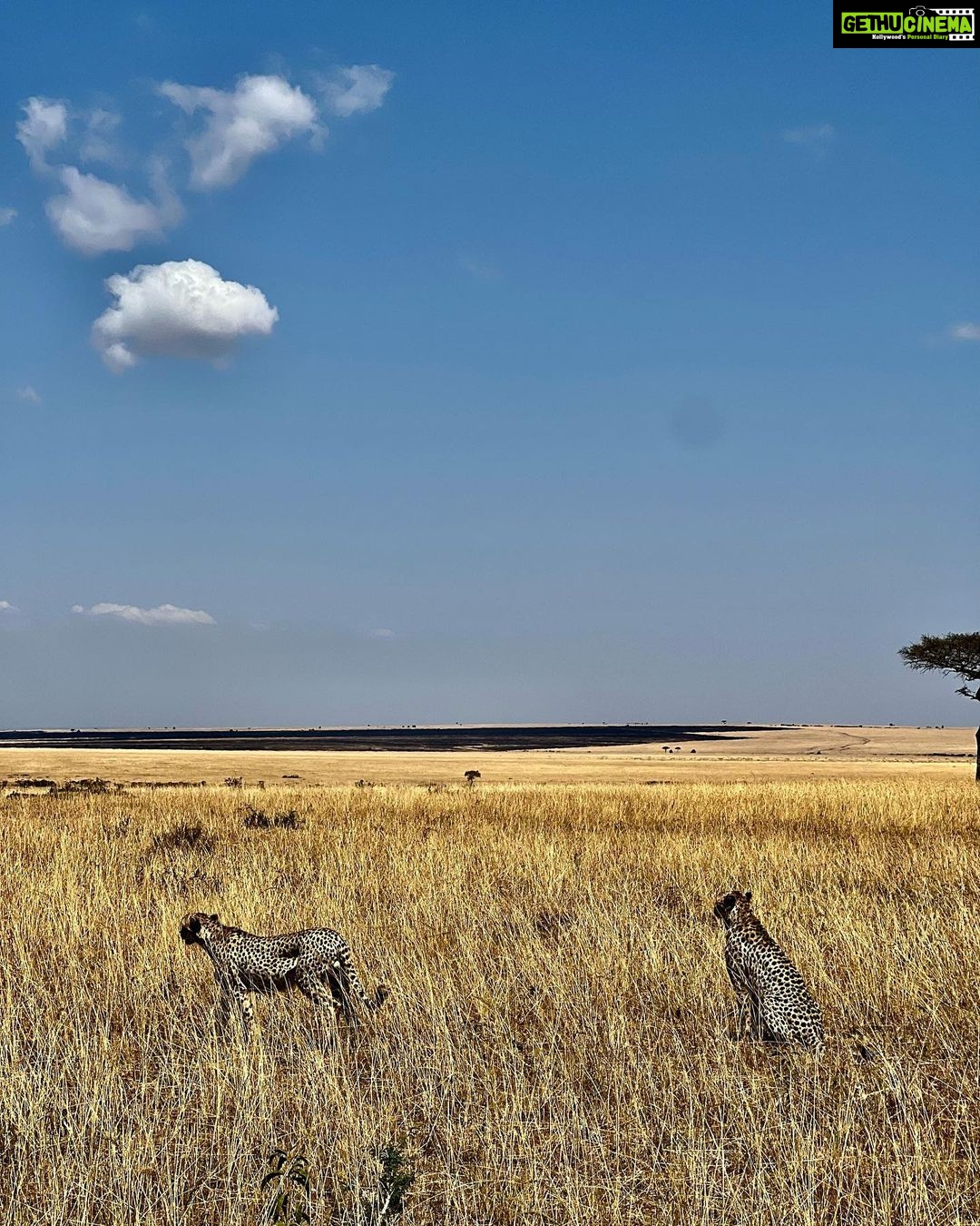 Elena Roxana Maria Fernandes Instagram - If not pet friendly why pet shape π» When we had finished eating breakfast in the Masai Mara I walked off to shoot content (like you do) unaware a few feet away a female lion, third slide covered in blood had also finished her breakfast but thankfully was fully stuffed. Like me. Anyway across the Mara River I saw tourists waving and for the first time I thought let me be friendly and I waved back. Unaware that they were trying to tell me there was a lion a few feet ahead. John heard someone say Simba (which means Lion) but itβs also my cats name. I was like oooh where so he grabbed me and whisked me back to the safari car because I would have carried on walking πππππ @atuaenkopafrica @atua_enkopafrica #lions #cheetahs #bigcats #safari #masaimara #atuaenkopafrica #atuaenkopluxurycamp #luxuryholiday #safaricamps #kenya Masai Mara, Kenya