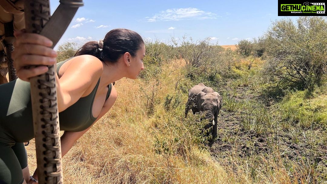 Elena Roxana Maria Fernandes Instagram - Going deep into the Masai Mara en route to #tipilikwanimaracamp hosted by @atua_enkopafrica @atua_enkopafrica As we travel to camp you’re literally in the wild, surrounded by elephants and of course some lions hiding. Right now is peak season due to the great migration where 1.5million wilder beasts and zebras make the crossing from Tanzania into Kenya #masaimara #elephants #wildlifesafaripark #tipilikwanicamp #atuaenkopafrica #atuaenkopluxurycamp #nature #wildlife Masai Mara, Kenya