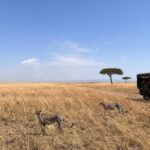 Elena Roxana Maria Fernandes Instagram - If not pet friendly why pet shape 😻 When we had finished eating breakfast in the Masai Mara I walked off to shoot content (like you do) unaware a few feet away a female lion, third slide covered in blood had also finished her breakfast but thankfully was fully stuffed. Like me. Anyway across the Mara River I saw tourists waving and for the first time I thought let me be friendly and I waved back. Unaware that they were trying to tell me there was a lion a few feet ahead. John heard someone say Simba (which means Lion) but it’s also my cats name. I was like oooh where so he grabbed me and whisked me back to the safari car because I would have carried on walking 😂😂😂😂😂 @atuaenkopafrica @atua_enkopafrica #lions #cheetahs #bigcats #safari #masaimara #atuaenkopafrica #atuaenkopluxurycamp #luxuryholiday #safaricamps #kenya Masai Mara, Kenya