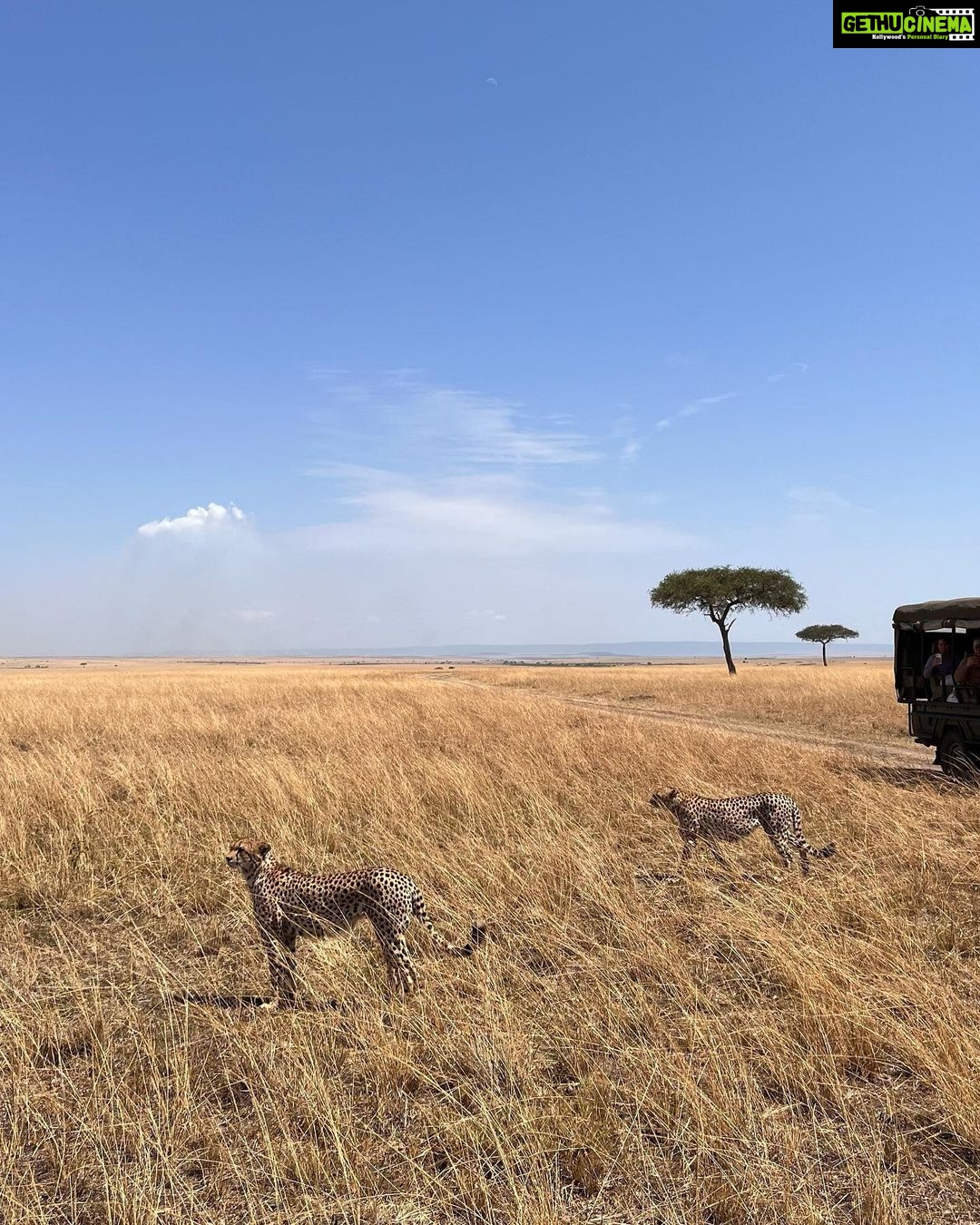 Elena Roxana Maria Fernandes Instagram - If not pet friendly why pet shape π» When we had finished eating breakfast in the Masai Mara I walked off to shoot content (like you do) unaware a few feet away a female lion, third slide covered in blood had also finished her breakfast but thankfully was fully stuffed. Like me. Anyway across the Mara River I saw tourists waving and for the first time I thought let me be friendly and I waved back. Unaware that they were trying to tell me there was a lion a few feet ahead. John heard someone say Simba (which means Lion) but itβs also my cats name. I was like oooh where so he grabbed me and whisked me back to the safari car because I would have carried on walking πππππ @atuaenkopafrica @atua_enkopafrica #lions #cheetahs #bigcats #safari #masaimara #atuaenkopafrica #atuaenkopluxurycamp #luxuryholiday #safaricamps #kenya Masai Mara, Kenya