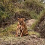 Elena Roxana Maria Fernandes Instagram - If not pet friendly why pet shape 😻 When we had finished eating breakfast in the Masai Mara I walked off to shoot content (like you do) unaware a few feet away a female lion, third slide covered in blood had also finished her breakfast but thankfully was fully stuffed. Like me. Anyway across the Mara River I saw tourists waving and for the first time I thought let me be friendly and I waved back. Unaware that they were trying to tell me there was a lion a few feet ahead. John heard someone say Simba (which means Lion) but it’s also my cats name. I was like oooh where so he grabbed me and whisked me back to the safari car because I would have carried on walking 😂😂😂😂😂 @atuaenkopafrica @atua_enkopafrica #lions #cheetahs #bigcats #safari #masaimara #atuaenkopafrica #atuaenkopluxurycamp #luxuryholiday #safaricamps #kenya Masai Mara, Kenya