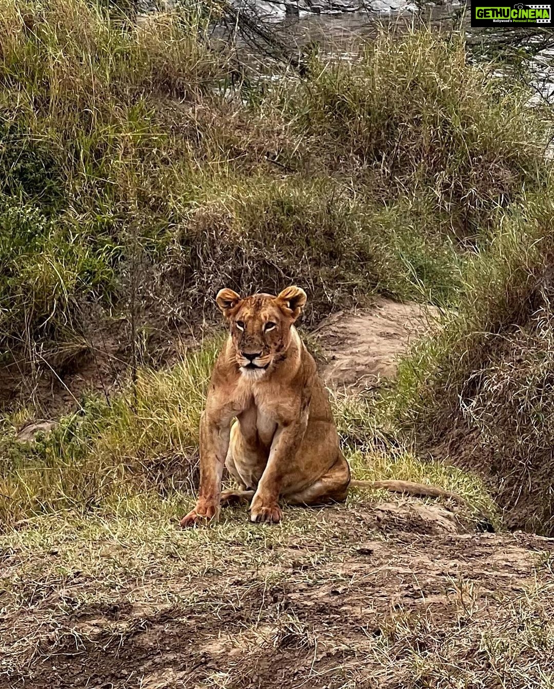 Elena Roxana Maria Fernandes Instagram - If not pet friendly why pet shape π» When we had finished eating breakfast in the Masai Mara I walked off to shoot content (like you do) unaware a few feet away a female lion, third slide covered in blood had also finished her breakfast but thankfully was fully stuffed. Like me. Anyway across the Mara River I saw tourists waving and for the first time I thought let me be friendly and I waved back. Unaware that they were trying to tell me there was a lion a few feet ahead. John heard someone say Simba (which means Lion) but itβs also my cats name. I was like oooh where so he grabbed me and whisked me back to the safari car because I would have carried on walking πππππ @atuaenkopafrica @atua_enkopafrica #lions #cheetahs #bigcats #safari #masaimara #atuaenkopafrica #atuaenkopluxurycamp #luxuryholiday #safaricamps #kenya Masai Mara, Kenya