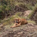 Elena Roxana Maria Fernandes Instagram - If not pet friendly why pet shape 😻 When we had finished eating breakfast in the Masai Mara I walked off to shoot content (like you do) unaware a few feet away a female lion, third slide covered in blood had also finished her breakfast but thankfully was fully stuffed. Like me. Anyway across the Mara River I saw tourists waving and for the first time I thought let me be friendly and I waved back. Unaware that they were trying to tell me there was a lion a few feet ahead. John heard someone say Simba (which means Lion) but it’s also my cats name. I was like oooh where so he grabbed me and whisked me back to the safari car because I would have carried on walking 😂😂😂😂😂 @atuaenkopafrica @atua_enkopafrica #lions #cheetahs #bigcats #safari #masaimara #atuaenkopafrica #atuaenkopluxurycamp #luxuryholiday #safaricamps #kenya Masai Mara, Kenya