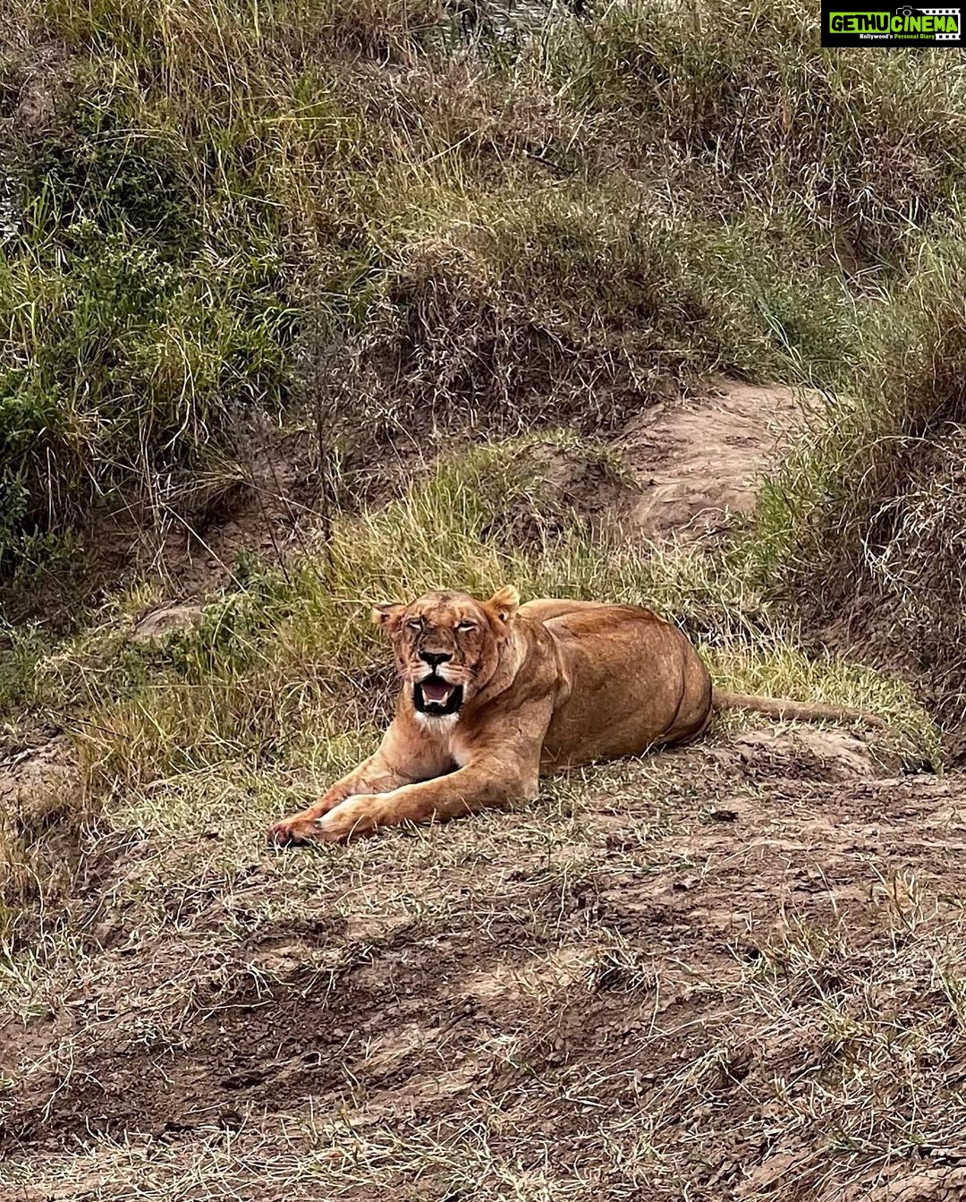 Elena Roxana Maria Fernandes Instagram - If not pet friendly why pet shape π» When we had finished eating breakfast in the Masai Mara I walked off to shoot content (like you do) unaware a few feet away a female lion, third slide covered in blood had also finished her breakfast but thankfully was fully stuffed. Like me. Anyway across the Mara River I saw tourists waving and for the first time I thought let me be friendly and I waved back. Unaware that they were trying to tell me there was a lion a few feet ahead. John heard someone say Simba (which means Lion) but itβs also my cats name. I was like oooh where so he grabbed me and whisked me back to the safari car because I would have carried on walking πππππ @atuaenkopafrica @atua_enkopafrica #lions #cheetahs #bigcats #safari #masaimara #atuaenkopafrica #atuaenkopluxurycamp #luxuryholiday #safaricamps #kenya Masai Mara, Kenya