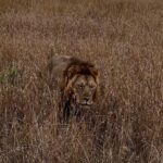 Elena Roxana Maria Fernandes Instagram - If not pet friendly why pet shape 😻 When we had finished eating breakfast in the Masai Mara I walked off to shoot content (like you do) unaware a few feet away a female lion, third slide covered in blood had also finished her breakfast but thankfully was fully stuffed. Like me. Anyway across the Mara River I saw tourists waving and for the first time I thought let me be friendly and I waved back. Unaware that they were trying to tell me there was a lion a few feet ahead. John heard someone say Simba (which means Lion) but it’s also my cats name. I was like oooh where so he grabbed me and whisked me back to the safari car because I would have carried on walking 😂😂😂😂😂 @atuaenkopafrica @atua_enkopafrica #lions #cheetahs #bigcats #safari #masaimara #atuaenkopafrica #atuaenkopluxurycamp #luxuryholiday #safaricamps #kenya Masai Mara, Kenya