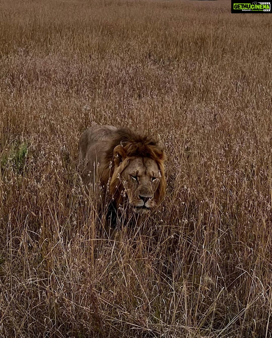 Elena Roxana Maria Fernandes Instagram - If not pet friendly why pet shape π» When we had finished eating breakfast in the Masai Mara I walked off to shoot content (like you do) unaware a few feet away a female lion, third slide covered in blood had also finished her breakfast but thankfully was fully stuffed. Like me. Anyway across the Mara River I saw tourists waving and for the first time I thought let me be friendly and I waved back. Unaware that they were trying to tell me there was a lion a few feet ahead. John heard someone say Simba (which means Lion) but itβs also my cats name. I was like oooh where so he grabbed me and whisked me back to the safari car because I would have carried on walking πππππ @atuaenkopafrica @atua_enkopafrica #lions #cheetahs #bigcats #safari #masaimara #atuaenkopafrica #atuaenkopluxurycamp #luxuryholiday #safaricamps #kenya Masai Mara, Kenya