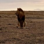 Elena Roxana Maria Fernandes Instagram - If not pet friendly why pet shape 😻 When we had finished eating breakfast in the Masai Mara I walked off to shoot content (like you do) unaware a few feet away a female lion, third slide covered in blood had also finished her breakfast but thankfully was fully stuffed. Like me. Anyway across the Mara River I saw tourists waving and for the first time I thought let me be friendly and I waved back. Unaware that they were trying to tell me there was a lion a few feet ahead. John heard someone say Simba (which means Lion) but it’s also my cats name. I was like oooh where so he grabbed me and whisked me back to the safari car because I would have carried on walking 😂😂😂😂😂 @atuaenkopafrica @atua_enkopafrica #lions #cheetahs #bigcats #safari #masaimara #atuaenkopafrica #atuaenkopluxurycamp #luxuryholiday #safaricamps #kenya Masai Mara, Kenya