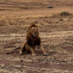 Elena Roxana Maria Fernandes Instagram - If not pet friendly why pet shape 😻 When we had finished eating breakfast in the Masai Mara I walked off to shoot content (like you do) unaware a few feet away a female lion, third slide covered in blood had also finished her breakfast but thankfully was fully stuffed. Like me. Anyway across the Mara River I saw tourists waving and for the first time I thought let me be friendly and I waved back. Unaware that they were trying to tell me there was a lion a few feet ahead. John heard someone say Simba (which means Lion) but it’s also my cats name. I was like oooh where so he grabbed me and whisked me back to the safari car because I would have carried on walking 😂😂😂😂😂 @atuaenkopafrica @atua_enkopafrica #lions #cheetahs #bigcats #safari #masaimara #atuaenkopafrica #atuaenkopluxurycamp #luxuryholiday #safaricamps #kenya Masai Mara, Kenya