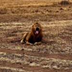 Elena Roxana Maria Fernandes Instagram - If not pet friendly why pet shape 😻 When we had finished eating breakfast in the Masai Mara I walked off to shoot content (like you do) unaware a few feet away a female lion, third slide covered in blood had also finished her breakfast but thankfully was fully stuffed. Like me. Anyway across the Mara River I saw tourists waving and for the first time I thought let me be friendly and I waved back. Unaware that they were trying to tell me there was a lion a few feet ahead. John heard someone say Simba (which means Lion) but it’s also my cats name. I was like oooh where so he grabbed me and whisked me back to the safari car because I would have carried on walking 😂😂😂😂😂 @atuaenkopafrica @atua_enkopafrica #lions #cheetahs #bigcats #safari #masaimara #atuaenkopafrica #atuaenkopluxurycamp #luxuryholiday #safaricamps #kenya Masai Mara, Kenya