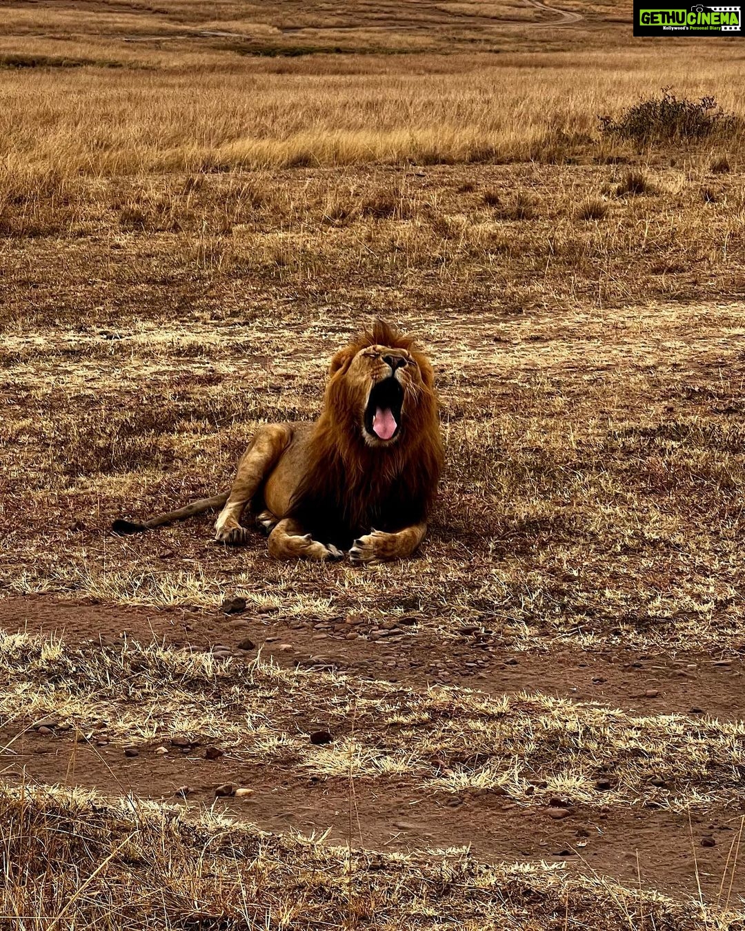 Elena Roxana Maria Fernandes Instagram - If not pet friendly why pet shape π» When we had finished eating breakfast in the Masai Mara I walked off to shoot content (like you do) unaware a few feet away a female lion, third slide covered in blood had also finished her breakfast but thankfully was fully stuffed. Like me. Anyway across the Mara River I saw tourists waving and for the first time I thought let me be friendly and I waved back. Unaware that they were trying to tell me there was a lion a few feet ahead. John heard someone say Simba (which means Lion) but itβs also my cats name. I was like oooh where so he grabbed me and whisked me back to the safari car because I would have carried on walking πππππ @atuaenkopafrica @atua_enkopafrica #lions #cheetahs #bigcats #safari #masaimara #atuaenkopafrica #atuaenkopluxurycamp #luxuryholiday #safaricamps #kenya Masai Mara, Kenya