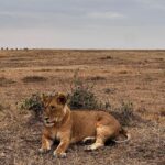 Elena Roxana Maria Fernandes Instagram - If not pet friendly why pet shape 😻 When we had finished eating breakfast in the Masai Mara I walked off to shoot content (like you do) unaware a few feet away a female lion, third slide covered in blood had also finished her breakfast but thankfully was fully stuffed. Like me. Anyway across the Mara River I saw tourists waving and for the first time I thought let me be friendly and I waved back. Unaware that they were trying to tell me there was a lion a few feet ahead. John heard someone say Simba (which means Lion) but it’s also my cats name. I was like oooh where so he grabbed me and whisked me back to the safari car because I would have carried on walking 😂😂😂😂😂 @atuaenkopafrica @atua_enkopafrica #lions #cheetahs #bigcats #safari #masaimara #atuaenkopafrica #atuaenkopluxurycamp #luxuryholiday #safaricamps #kenya Masai Mara, Kenya