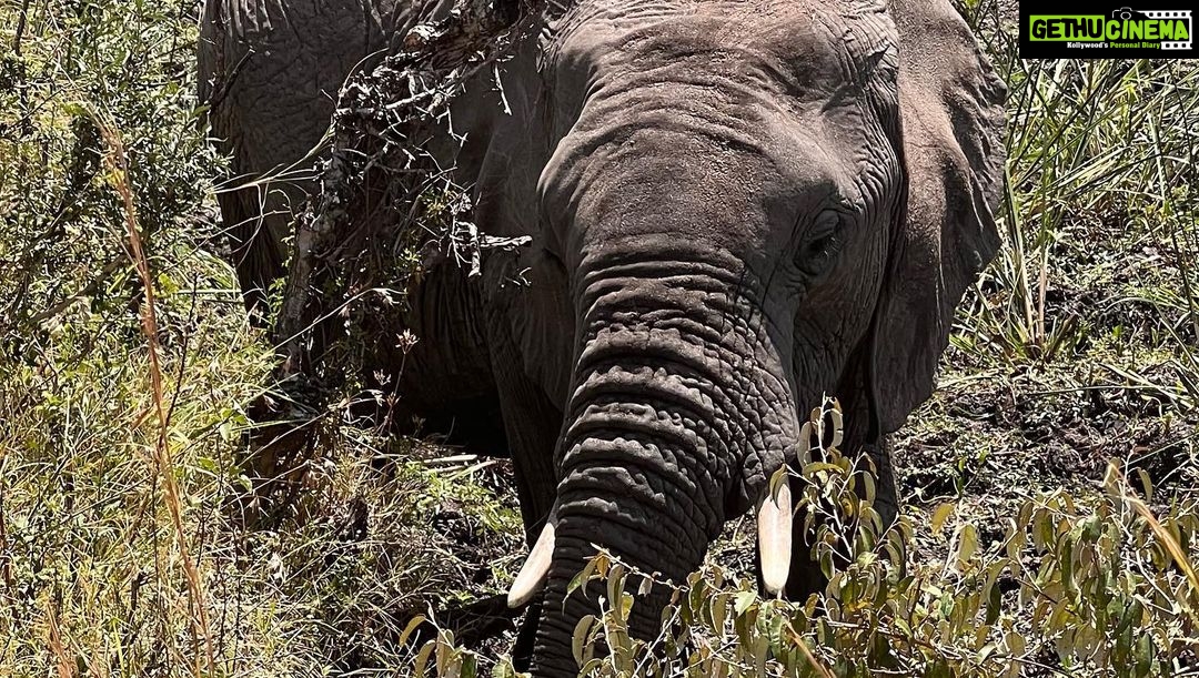 Elena Roxana Maria Fernandes Instagram - Going deep into the Masai Mara en route to #tipilikwanimaracamp hosted by @atua_enkopafrica @atua_enkopafrica As we travel to camp you’re literally in the wild, surrounded by elephants and of course some lions hiding. Right now is peak season due to the great migration where 1.5million wilder beasts and zebras make the crossing from Tanzania into Kenya #masaimara #elephants #wildlifesafaripark #tipilikwanicamp #atuaenkopafrica #atuaenkopluxurycamp #nature #wildlife Masai Mara, Kenya