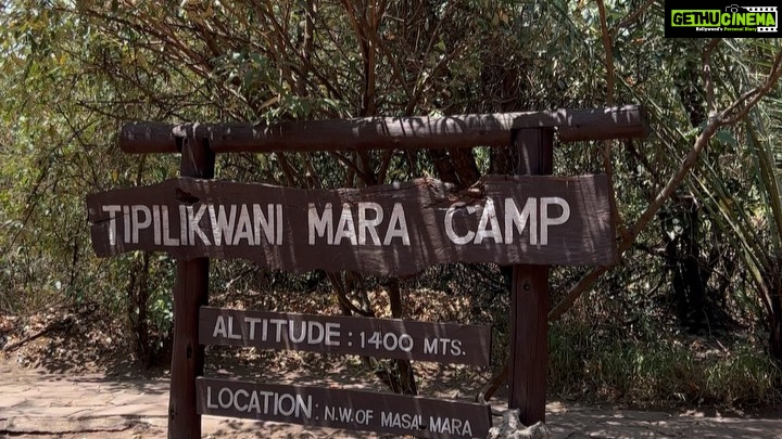 Elena Roxana Maria Fernandes Instagram - Going deep into the Masai Mara en route to #tipilikwanimaracamp hosted by @atua_enkopafrica @atua_enkopafrica As we travel to camp you’re literally in the wild, surrounded by elephants and of course some lions hiding. Right now is peak season due to the great migration where 1.5million wilder beasts and zebras make the crossing from Tanzania into Kenya #masaimara #elephants #wildlifesafaripark #tipilikwanicamp #atuaenkopafrica #atuaenkopluxurycamp #nature #wildlife Masai Mara, Kenya