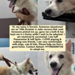 Fatima Sana Shaikh Instagram – Hi, my name is Snowie. Someone abandoned me on 16th October in Juhu versova link road.
Someone picked me up, gave me a bath & has kept me in a foster while I wait to be adopted. I am neutered & vaccinated. I am half Pomeranian & half Spitz. I LOVE playing & making new friends. I am very comfortable with dogs, cats & kids. Please help me find a good home. Contact Aishani +919820285102 to adopt me.