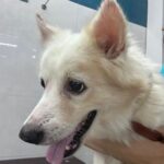 Fatima Sana Shaikh Instagram – Hi, my name is Snowie. Someone abandoned me on 16th October in Juhu versova link road.
Someone picked me up, gave me a bath & has kept me in a foster while I wait to be adopted. I am neutered & vaccinated. I am half Pomeranian & half Spitz. I LOVE playing & making new friends. I am very comfortable with dogs, cats & kids. Please help me find a good home. Contact Aishani +919820285102 to adopt me.