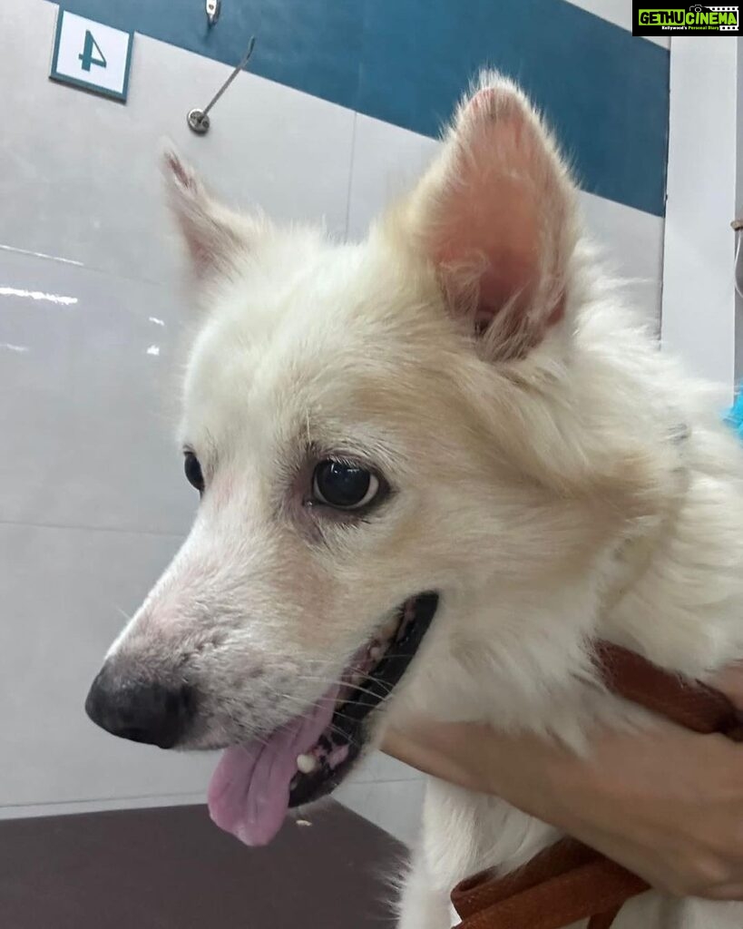 Fatima Sana Shaikh Instagram - Hi, my name is Snowie. Someone abandoned me on 16th October in Juhu versova link road. Someone picked me up, gave me a bath & has kept me in a foster while I wait to be adopted. I am neutered & vaccinated. I am half Pomeranian & half Spitz. I LOVE playing & making new friends. I am very comfortable with dogs, cats & kids. Please help me find a good home. Contact Aishani +919820285102 to adopt me.