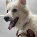 Fatima Sana Shaikh Instagram – Hi, my name is Snowie. Someone abandoned me on 16th October in Juhu versova link road.
Someone picked me up, gave me a bath & has kept me in a foster while I wait to be adopted. I am neutered & vaccinated. I am half Pomeranian & half Spitz. I LOVE playing & making new friends. I am very comfortable with dogs, cats & kids. Please help me find a good home. Contact Aishani +919820285102 to adopt me.