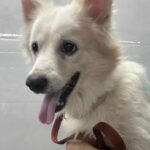 Fatima Sana Shaikh Instagram – Hi, my name is Snowie. Someone abandoned me on 16th October in Juhu versova link road.
Someone picked me up, gave me a bath & has kept me in a foster while I wait to be adopted. I am neutered & vaccinated. I am half Pomeranian & half Spitz. I LOVE playing & making new friends. I am very comfortable with dogs, cats & kids. Please help me find a good home. Contact Aishani +919820285102 to adopt me.