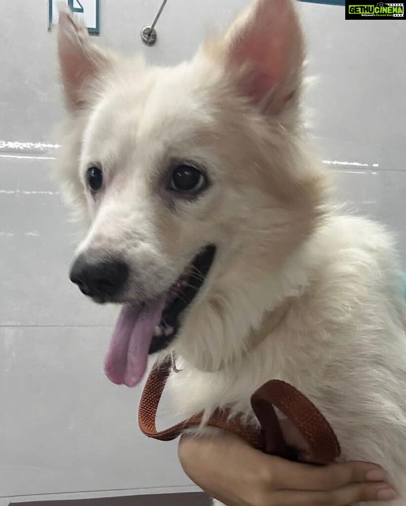 Fatima Sana Shaikh Instagram - Hi, my name is Snowie. Someone abandoned me on 16th October in Juhu versova link road. Someone picked me up, gave me a bath & has kept me in a foster while I wait to be adopted. I am neutered & vaccinated. I am half Pomeranian & half Spitz. I LOVE playing & making new friends. I am very comfortable with dogs, cats & kids. Please help me find a good home. Contact Aishani +919820285102 to adopt me.