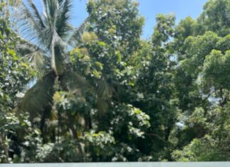 Gabriella Charlton Instagram - Pollachi diaries 🌴
