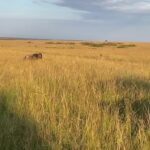 Gayatri Bhardwaj Instagram – A CHEETAH KILL attempt 🙀🥹❤️🫣 Maasai Mara