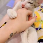 Jasleen Matharu Instagram - Katu katu karunga 🐱 @kachori_laddoo_matharu #catsofinstagram #cat #cats #catlovers #cutecat #cutebaby #kittens #animalovers #indiecats