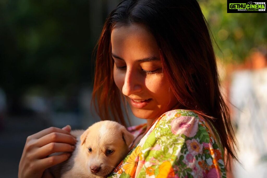 Karthik Kumar Instagram - DM @amruthasrini for adopting these magic bundles 🎈❤ #Chennai #adoptdontshop #puppylove
