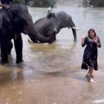Karunya Ram Instagram - Some moments are beautiful ❤️🐘 : : Dubare Elephant Camp : : #karunyaram #elephant #dubareelephantcamp🐘🐘 #dubare #animallover #wildlife #wildanimals #wildnature #trendingreels #viralvideos #viral #milkybeautykarunyaram #cutevideos #elephantlove Dubare - Elephant Camp
