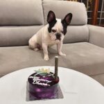 Karunya Ram Instagram – Happiest B’day to u DHEERA Magu 🎂💜💙💗❤️🐶🧿🍭🎉💐u turned 2 today loads of memories together wish u good health 🤗
:
:
#petstagram #bestpet #cutedogs #celebritydog #frenchbulldog #dheera #frenchbulldog #naughtylittleboy #canineclubofcubbonpark #cannineclubofbangalore Bangalore, India