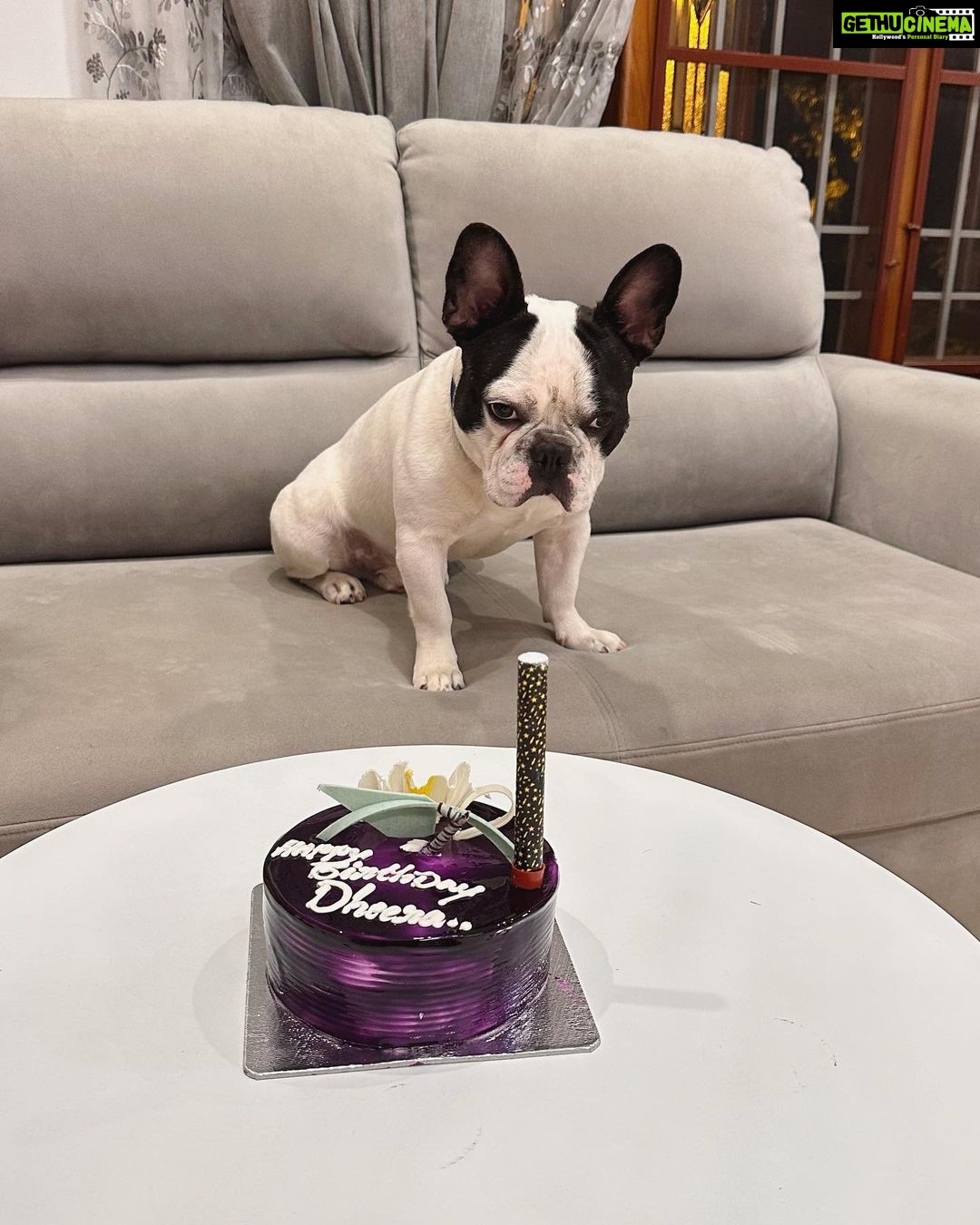 Karunya Ram Instagram - Happiest Bβday to u DHEERA Magu ππππβ€οΈπΆπ§Ώπππu turned 2 today loads of memories together wish u good health π€ : : #petstagram #bestpet #cutedogs #celebritydog #frenchbulldog #dheera #frenchbulldog #naughtylittleboy #canineclubofcubbonpark #cannineclubofbangalore Bangalore, India