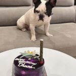Karunya Ram Instagram – Happiest B’day to u DHEERA Magu 🎂💜💙💗❤️🐶🧿🍭🎉💐u turned 2 today loads of memories together wish u good health 🤗
:
:
#petstagram #bestpet #cutedogs #celebritydog #frenchbulldog #dheera #frenchbulldog #naughtylittleboy #canineclubofcubbonpark #cannineclubofbangalore Bangalore, India