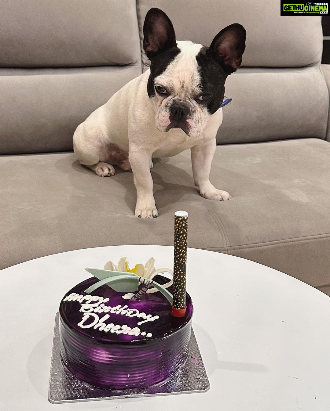 Karunya Ram Instagram - Happiest Bβday to u DHEERA Magu ππππβ€οΈπΆπ§Ώπππu turned 2 today loads of memories together wish u good health π€ : : #petstagram #bestpet #cutedogs #celebritydog #frenchbulldog #dheera #frenchbulldog #naughtylittleboy #canineclubofcubbonpark #cannineclubofbangalore Bangalore, India